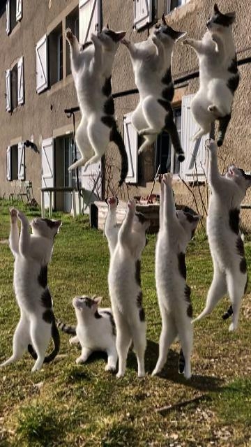 Garden party.jpg